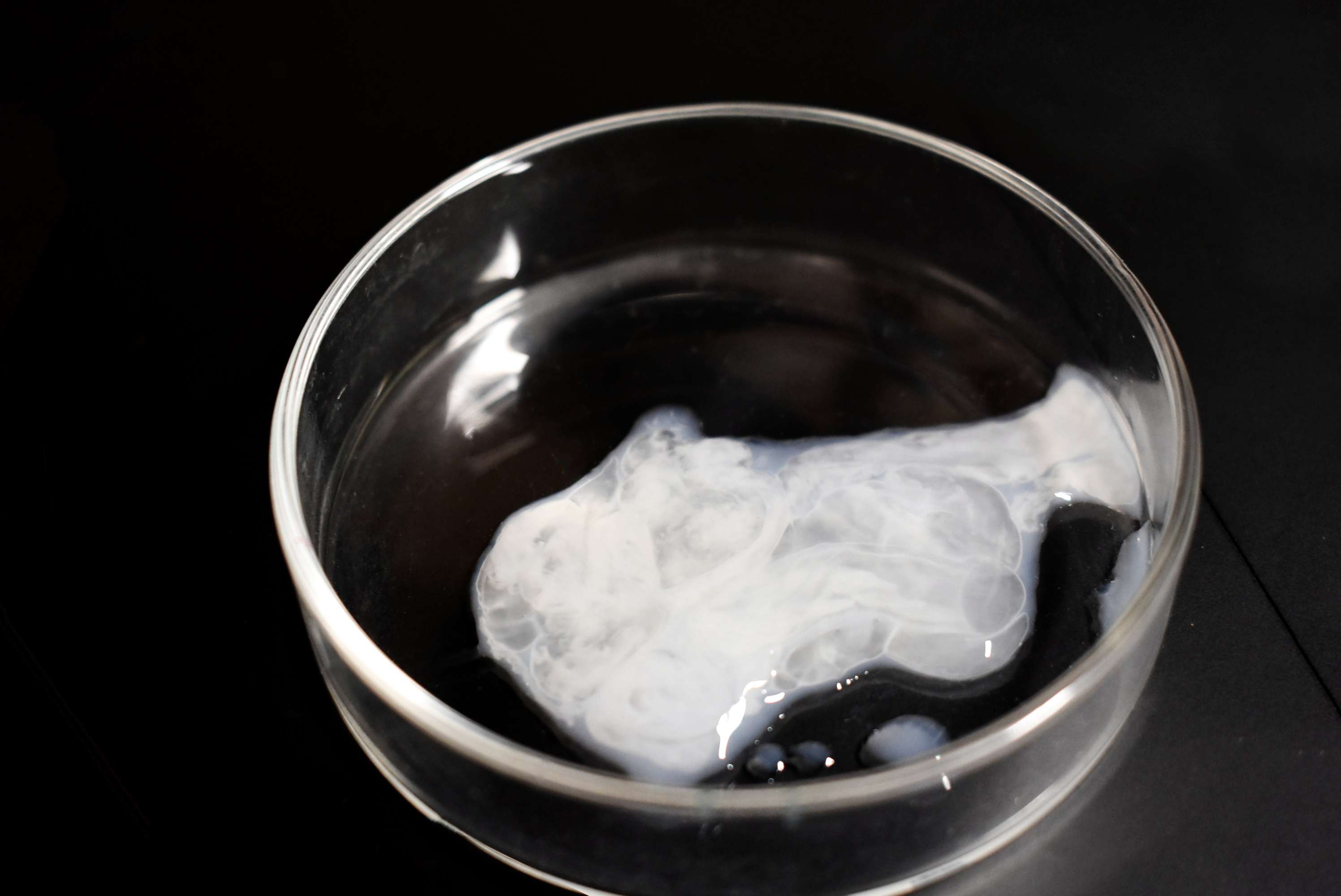 图 13，未液化的精液